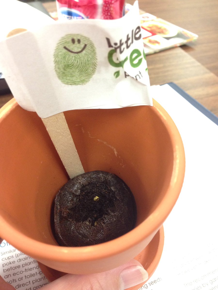 Planting in peat pots <a href="/littlegrnthumbs/">Little Green Thumbs</a> training. Thanks <a href="/aitcsk/">Agriculture in the Classroom SK</a> :)
