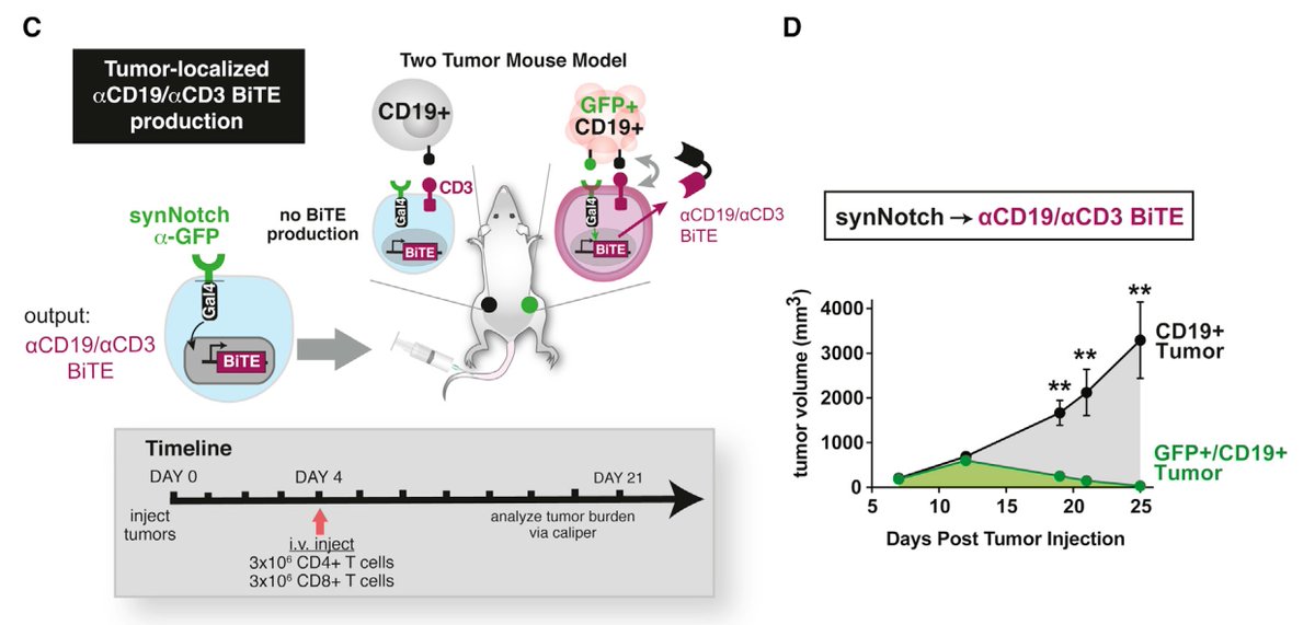 3DiMMUNE's tweet photo. While #SynNotch results lookvery impressive,it nonetheless lack some of the critical elements to assess its benefits
https://t.co/S6NFmLCUsu https://t.co/HguEKYsG6k