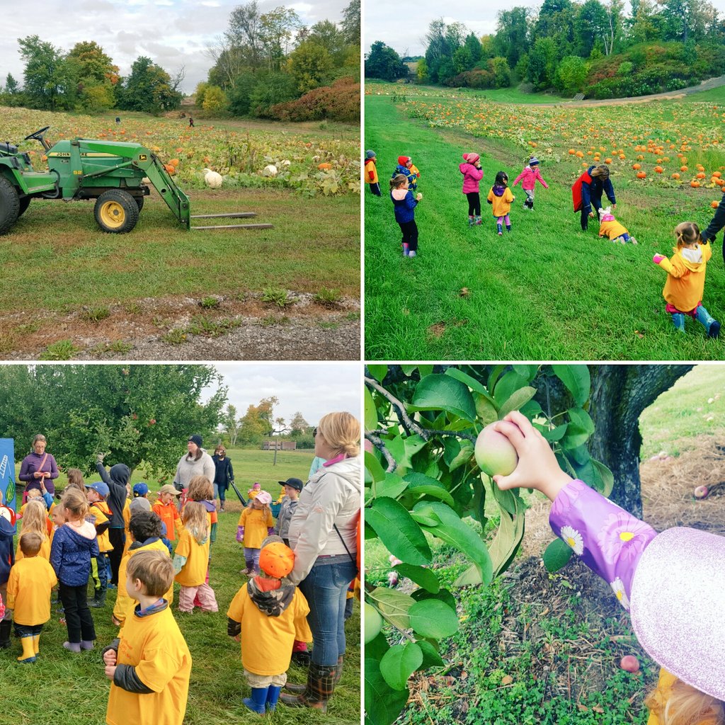 Mared88's tweet image. Visiting the pumpkin patch 🌻🎃 #albionorchards #applepicking #pumpkinpicking  @sunfloweroville  @sunflowersrpre