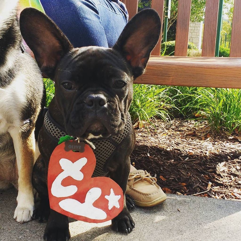 french bulldog beanie baby