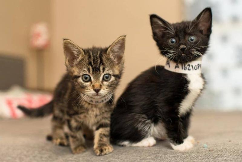 LA animal shelters say they're 'flooded with kittens' in need of foster homes