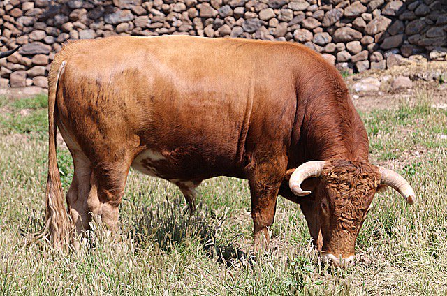 Cuello largo , comida baja , para que humillen asi en la plaza !