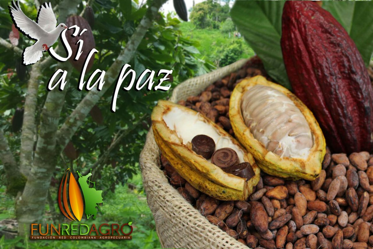 asocacabo's tweet photo. Cacaoteros de Occidente somos ejemplo de Paz y desarrollo para el campo, por tal razón apoyamos  #SÍ a la Paz https://t.co/nRNCs7IIAM