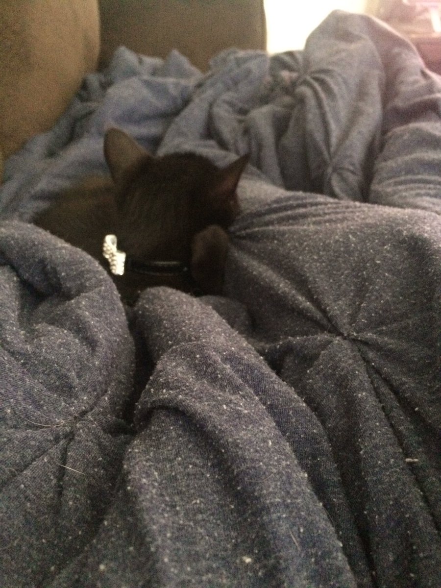 HockeyGirlLiss's tweet photo. I feel like an accomplished kitty mom when she's sound asleep. #hyperkitty #shediscoveredherclaws #lilraptor https://t.co/KUtxOECRFV