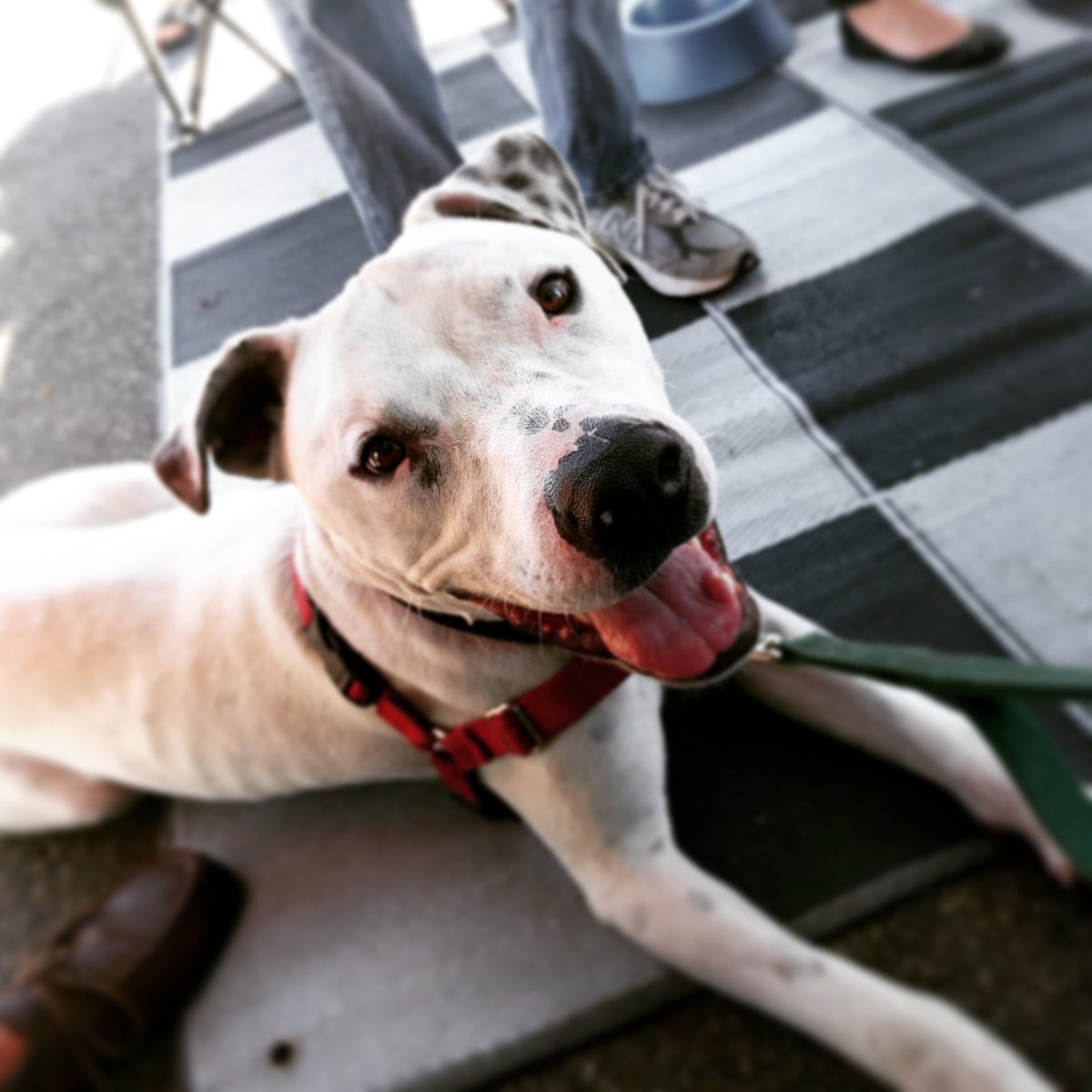 KPCCInPerson's tweet photo. Come hang out with Toby and the other dogs from Pasadena Humane Society &amp; SPCA here at #kpccopenhouse @kpcc https://t.co/KCn9cwjf0x