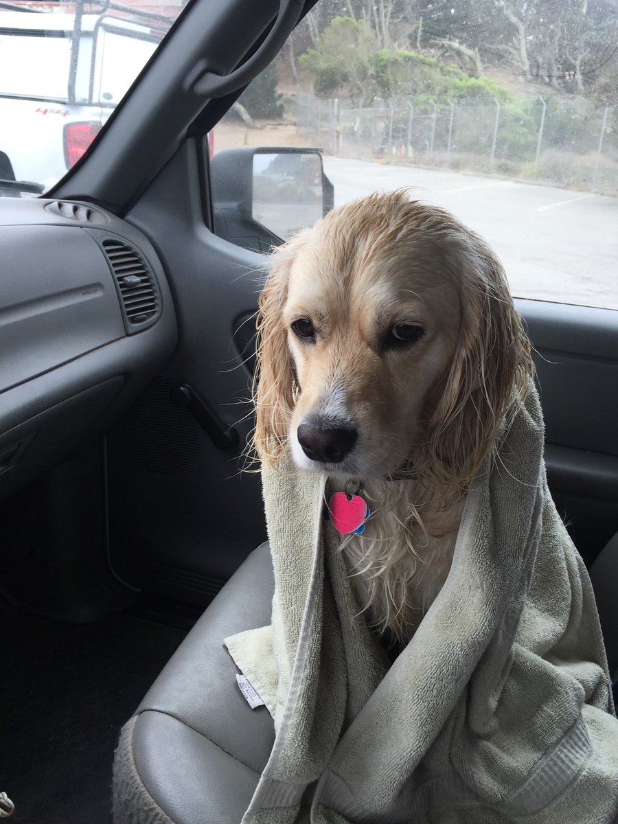 DogsInCarWindow tweet picture