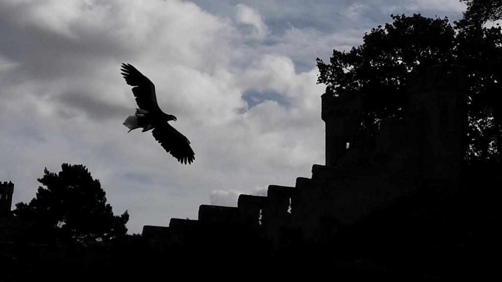 lucyhatton's tweet photo. Excellent day at @WarwickCastle on Thursday, Nikita the stellar sea eagle in full glory https://t.co/aSfIv1UHlK