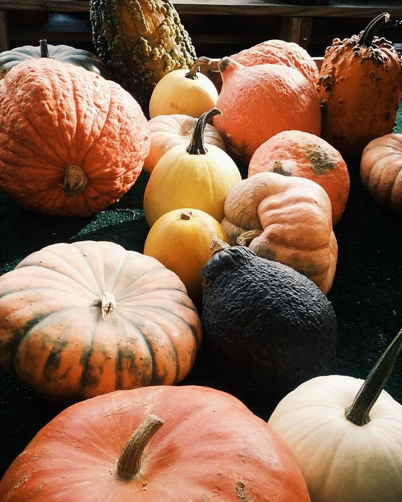 _Kaitlyn_Mac's tweet photo. Knock Three Times on Your Pumpkin if you Want Me
#doubleinsta https://t.co/pAUEM9ijAO https://t.co/uCvwI7z2Ow