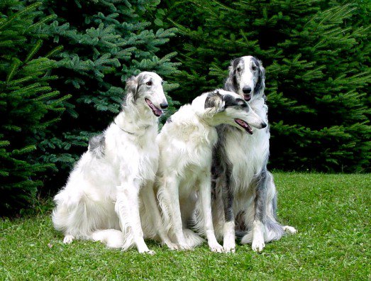 世界のワンちゃん図鑑 Twitter પર ボルゾイ ロシア原産の犬 背がとても高くしなやかな体型をしている ボルゾイとはロシア語で 俊敏 を意味し 走行速度は50kmにもなる