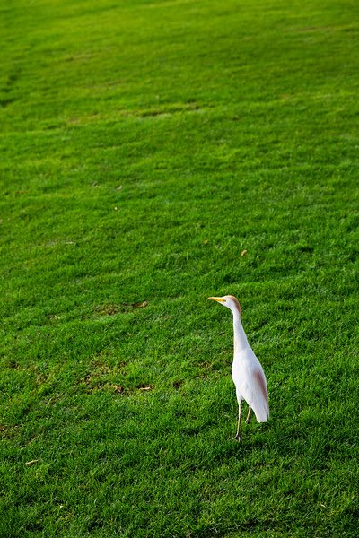 FFTS_Maui's tweet photo. Who invited this guy?! Natural guests make Hawaii weddings so special! 📸 @MauiCreativePho https://t.co/1wIsh4nF1J