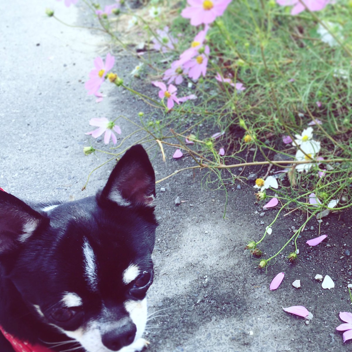 chieawanochibi's tweet photo. 秋桜withちび

#チワワ
#スムース
#ブラックタン
#チワワのチビ 
#dog
#puppy
#chihuahua https://t.co/Xc36vSnpUZ