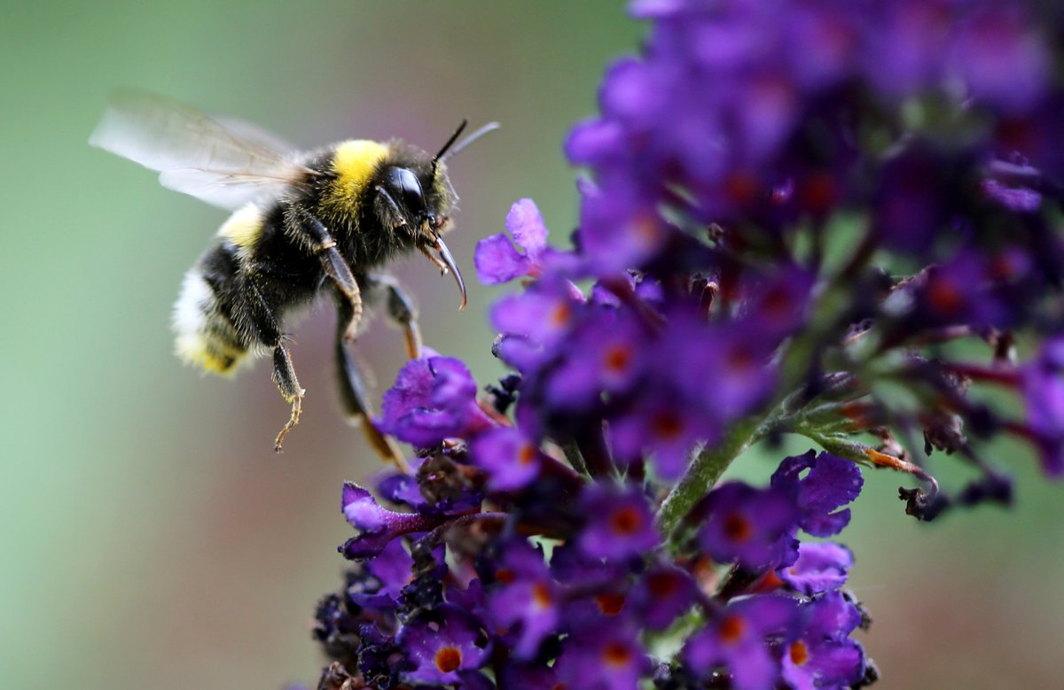 KTLA's tweet photo. Bees placed on endangered species list for the first time https://t.co/F9seB5Uj4i https://t.co/qkSWoXaOCB