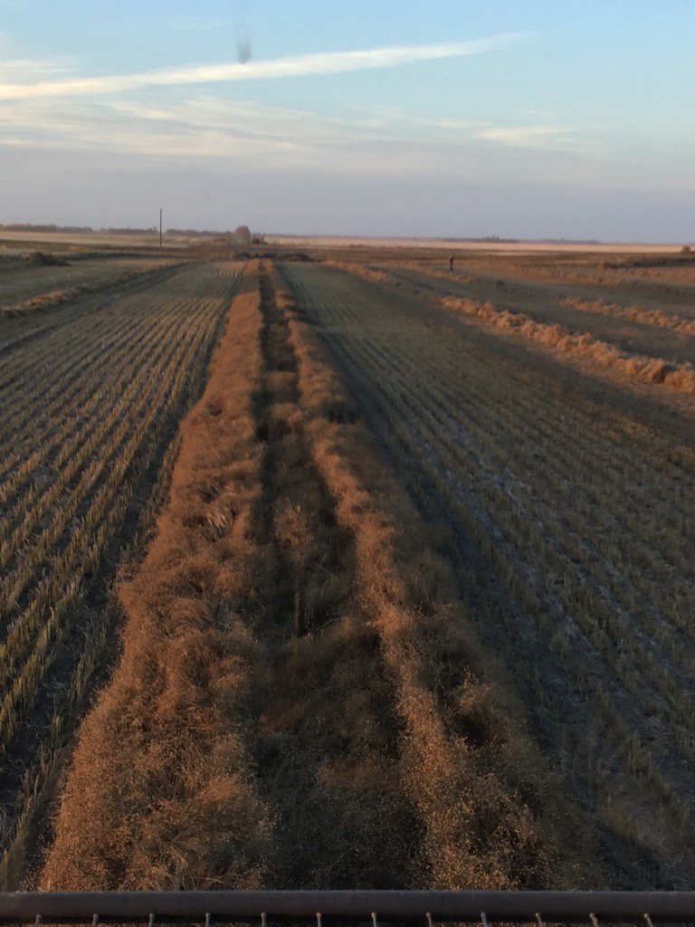 BrettHalstead's tweet photo. What's that up ahead? It's @halsteada11 taking photos at the #harvest16 finish line @shane_hal @RobertHalstead9 https://t.co/3RhAvZ8wYV