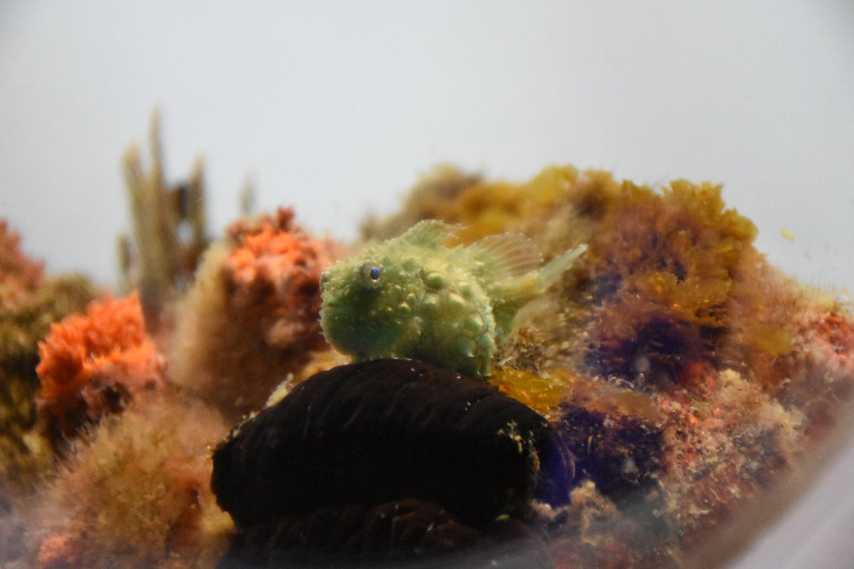 ট ইট র 葛西臨海水族園 公式 おはようございます 極地の海水槽のイボダンゴです 昨日紹介したランプサッカーと同じ ダンゴウオ科です こちらは大きくなっても10ｃｍほどにしかなりません 腹ビレが吸盤のようになっていて 岩などにくっついています