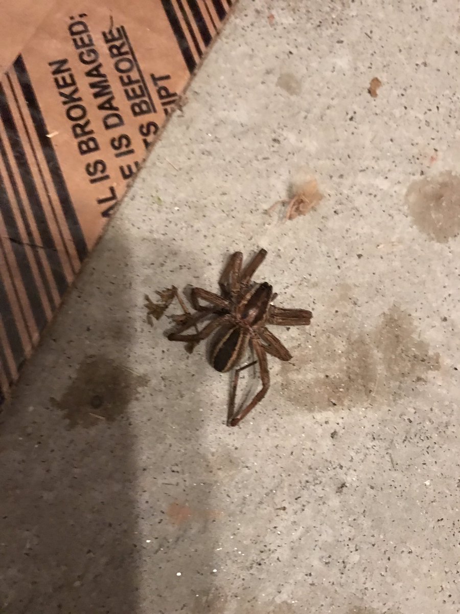 vgorecki's tweet image. Anyone know what type of spider this is?