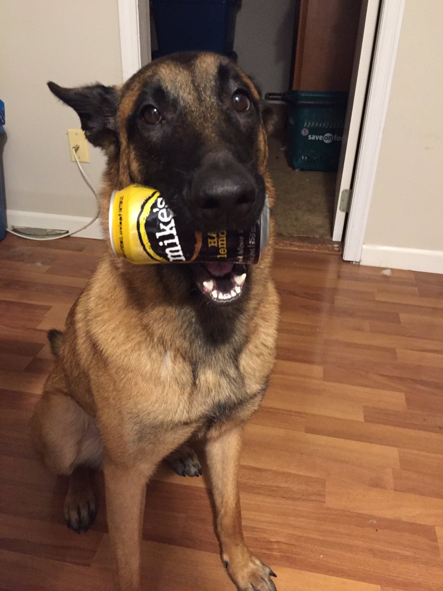 Humezey's tweet photo. Training my dog to grab me a drink #alcoholic problems #goodgirl https://t.co/tV6n5Htd9n