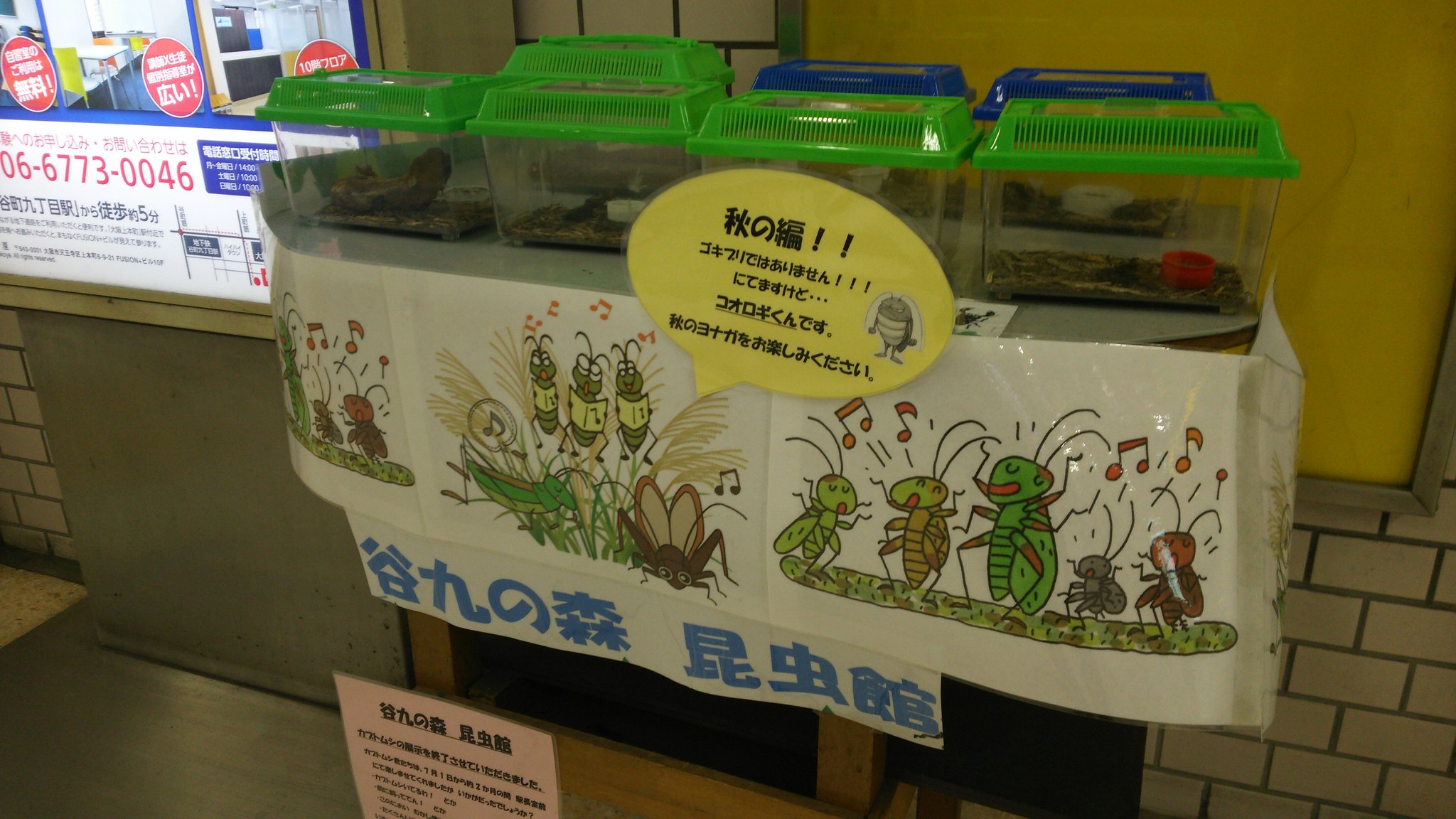 康史が虫を紹介しますよ Ioh0q Twitter