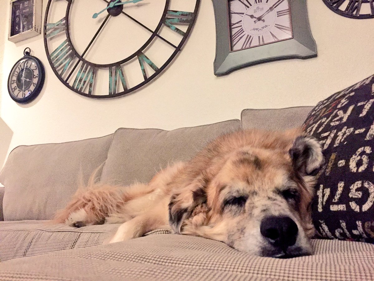 DenmanDogs's tweet photo. My people hung up these clocks today. I'm not impressed. They aren't even in the right time โฐ #FrecklesBear #clockwall https://t.co/8PzGNOcH8B