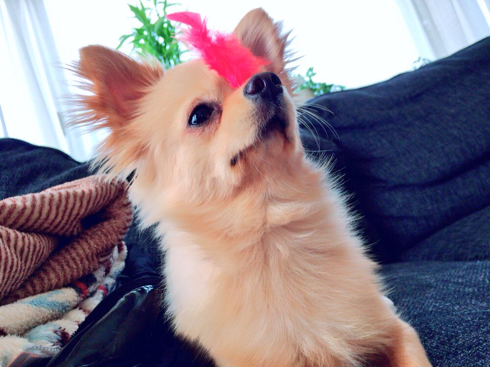 偏食犬 偏食犬