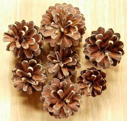 hellokatiemax's tweet photo. Collecting pine cones for a @pittockmansion holiday room! Got any lying around?
#pinecones #symbolsoftheseason #pittockmansion #pnw https://t.co/KTMwCT4gAS