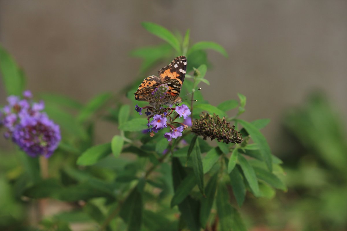 咲くやこの花館 中国原産のブッドレアです 少し発音しにくい名前 Buddleja はイギリスの植物学者バドル Buddle に由来するとの事 花は甘い香りと蜜があり 蝶を呼ぶためバタフライ ブッシュの英名があります 紫色のものは屋外ガーデンにあるため蝶が飛ん