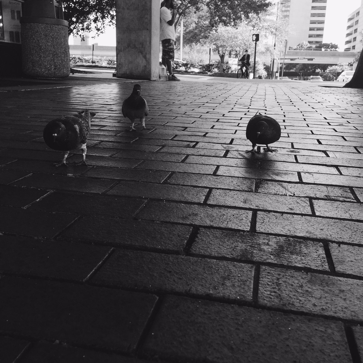 MYGMedia's tweet photo. "through the daily walks."
#iphonechronicles https://t.co/KtwflBHSLM