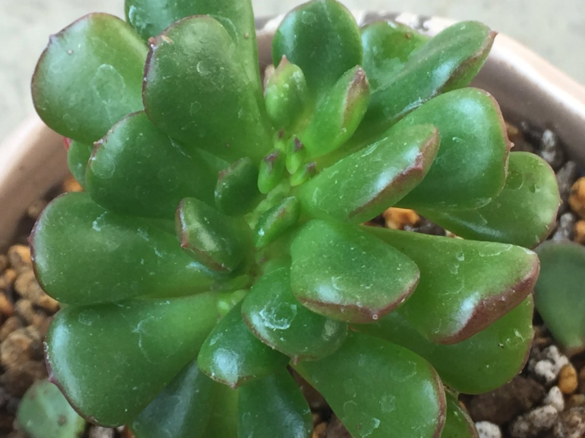 PUKUBOOK好きが見つかる多肉植物図鑑|56,342種掲載PUKUBOOK好きが見つかる多肉植物図鑑|56,342種掲載