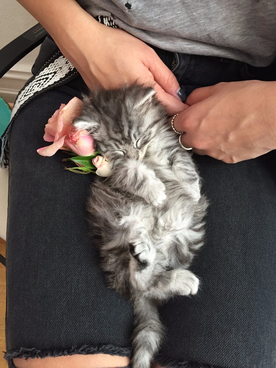 Sydney Cat Cafe (sydneycatcafe) Twitter