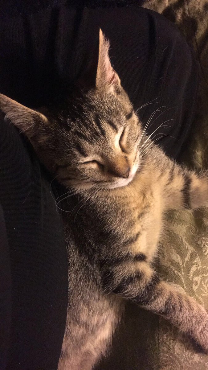MollybDog's tweet photo. My kitten is adapting well to our family! She is such a happy kitten #blessed 🙌🏿🙌🏽🙌🏻 https://t.co/DlQn1Enpbb