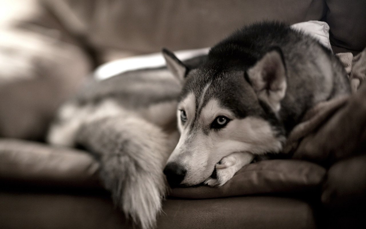 Love4dog A Twitter シベリアン ハスキー オオカミのような容姿をした犬 クールな印象とは裏腹に遊ぶ事やイタズラ好きな子が多い 飼い主や家族との触れ合いを好む性格なので室内犬として飼うのが好ましいそうです T Co Byallhv5rm Twitter