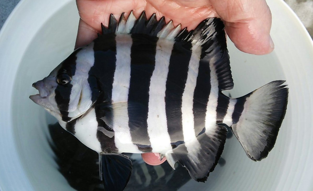 Curse 30日南12よ02a イシダイの子供釣れた 模様が綺麗なので好きかも T Co Wsdxn4okx9 Twitter