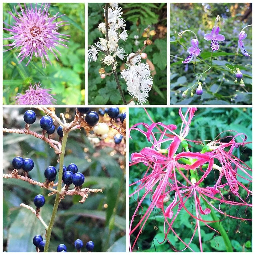 名前のわからない植物