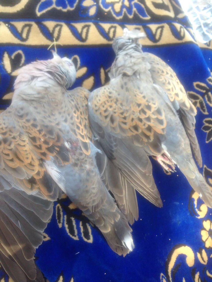 r_alshwared tweet picture