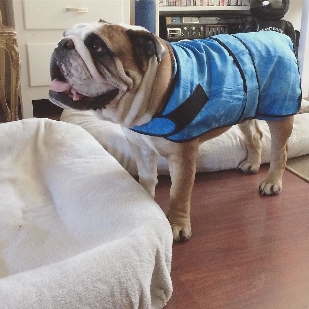 thebumblers's tweet image. Getting ready to do a bacon roll into my bed  to get my #cooljacket off and annoy #doggymama 😂 I don't even mind it…