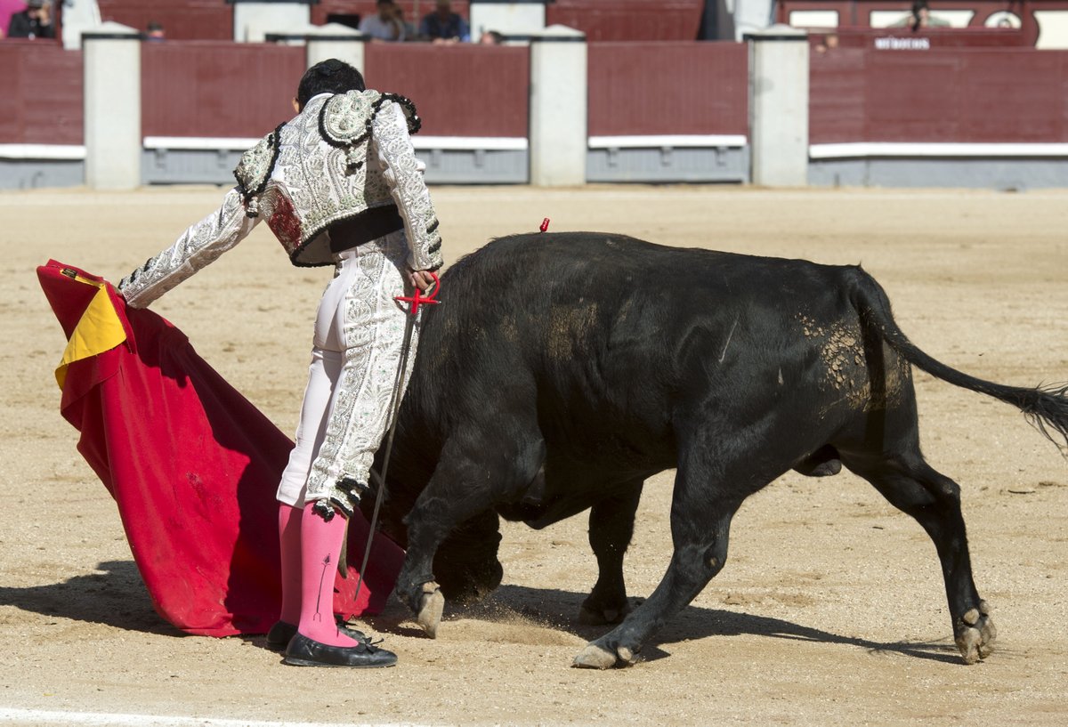 et_Madrid's tweet photo. 🚩 Oreja para el alumno de la Escuela Taurina de Madrid, Alejandro Adame, en la Final de El Camino hacia Las Ventas 👉 FOTOS by @primetimecom https://t.co/0UNgQPTm8Q