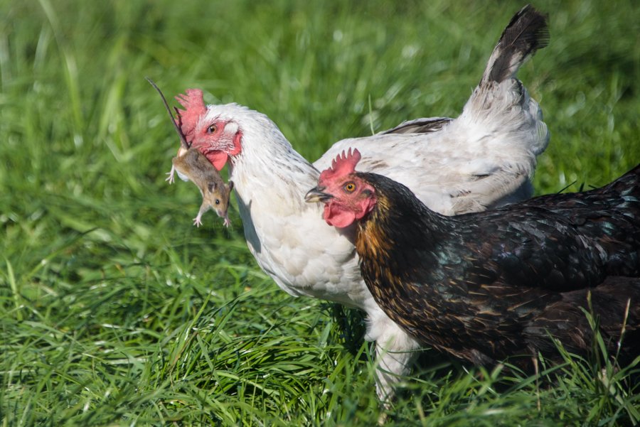 Ctw3x9YXEAA4-3a.jpg:large