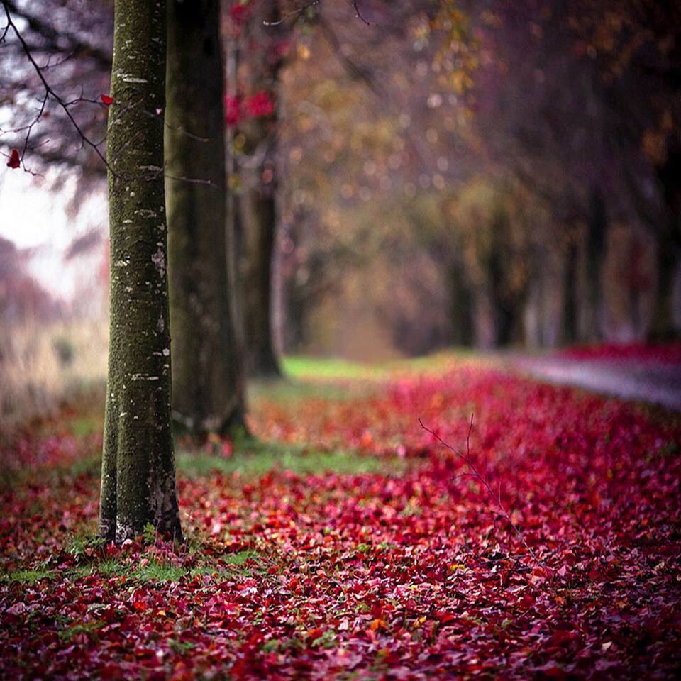 amit_singh2506's tweet photo. Welcome October 
The most awaited 
Carpet my heart waits for 
But, who is going to walk in it 

#micropoetry #poem #fmspy #love #October https://t.co/0pFti84Dx6