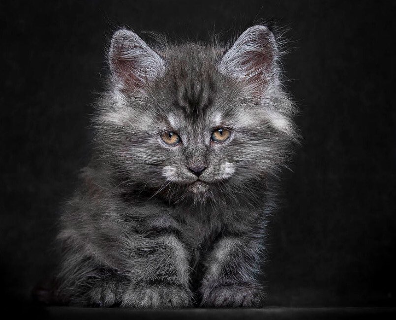 BuzzFeedRU's tweet image. Фотограф из Китая специализируется на съемке мейн-кунов, которые выглядят настолько по-царски, насколько возможно buzzfeed.com/h2/vflt/julieg…