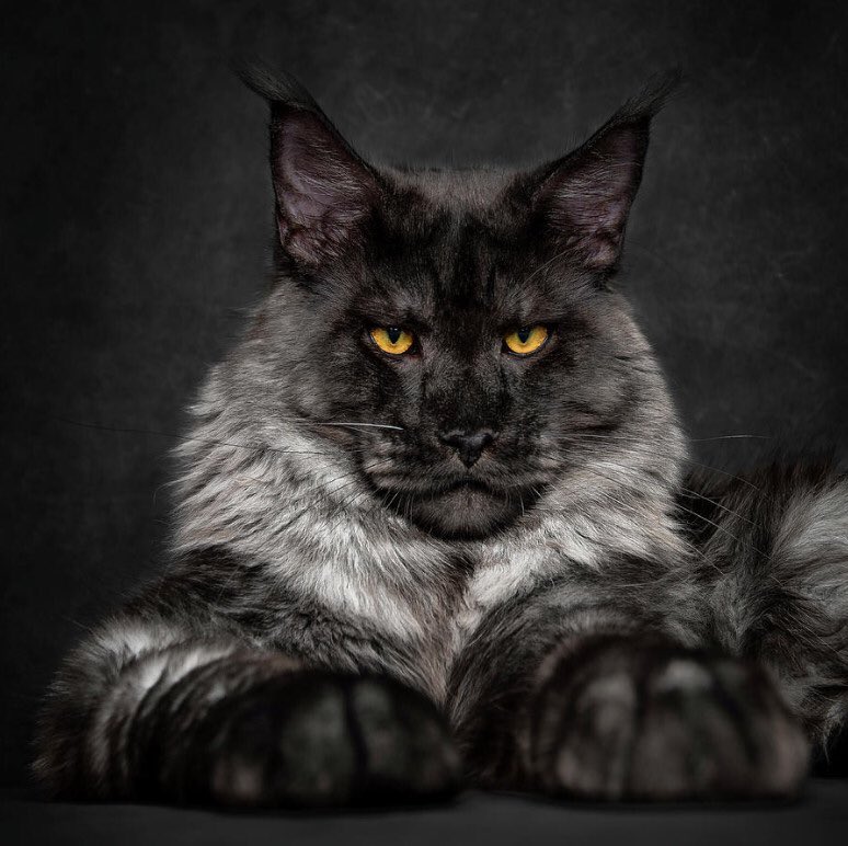 BuzzFeedRU's tweet image. Фотограф из Китая специализируется на съемке мейн-кунов, которые выглядят настолько по-царски, насколько возможно buzzfeed.com/h2/vflt/julieg…