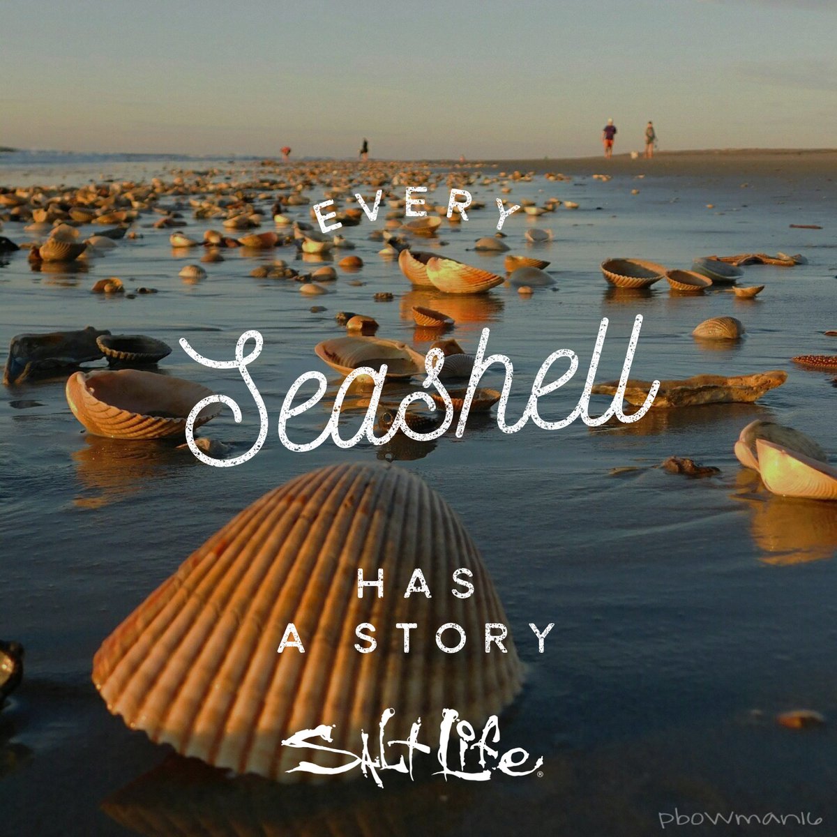 RealSaltLife's tweet photo. Every Seashell Has a Story
#SaltLife https://t.co/JxHsGz1iAI