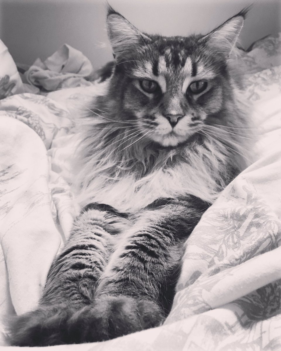 AslanandKiska's tweet photo. Paws https://t.co/h4wxNOutXP