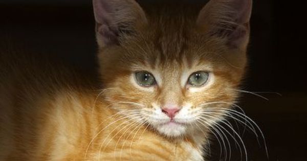 Cutecatsworld's tweet photo. https://t.co/CivZr3HHR1 https://t.co/wqeIjTUu0r - bettym https://t.co/6LDBvtZHaV #Cat #lolcat https://t.co/ReTI71lHT7