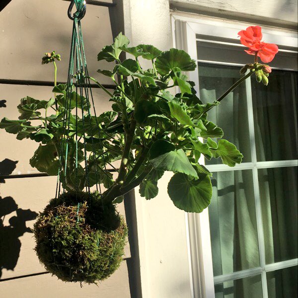 happenstantials's tweet photo. My first hanging one!
#kokedama #geranium #bonsai #poormansbonsai #garden #gardening #stringgarden #hanginggarden #moss #japanesegarden https://t.co/Q3HrN70lLo