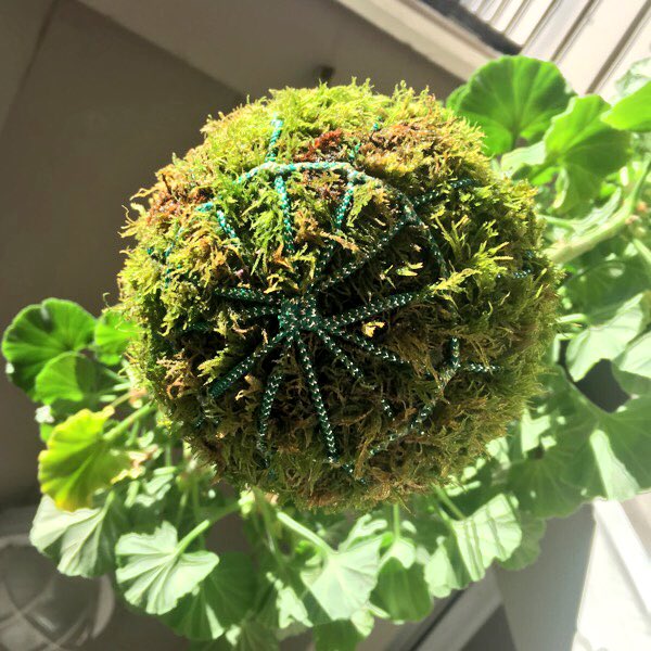 happenstantials's tweet photo. My first hanging one!
#kokedama #geranium #bonsai #poormansbonsai #garden #gardening #stringgarden #hanginggarden #moss #japanesegarden https://t.co/Q3HrN70lLo