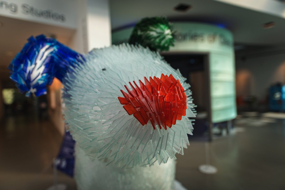Glasses502's tweet photo. Looking good @FrostbiteGNS :) @great_snowdogs @NGC_GlassCentre @stoswaldsuk #GreatNorthSnowdogs https://t.co/mgwaUFw3C6