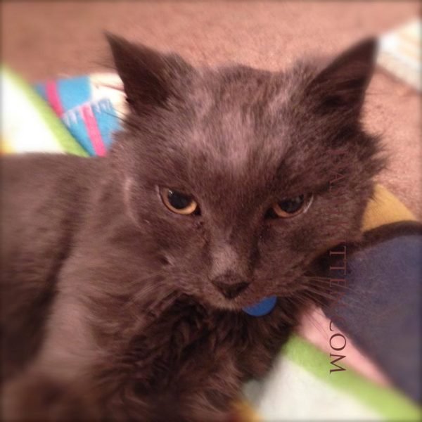whskr's tweet photo. I'm 15! Check out the #Selfie of my #Gotcher Day. The Dusty Cat Selfie - https://t.co/a1i2QDdiB4 #senior #celebration https://t.co/BLiQ9v2yP8