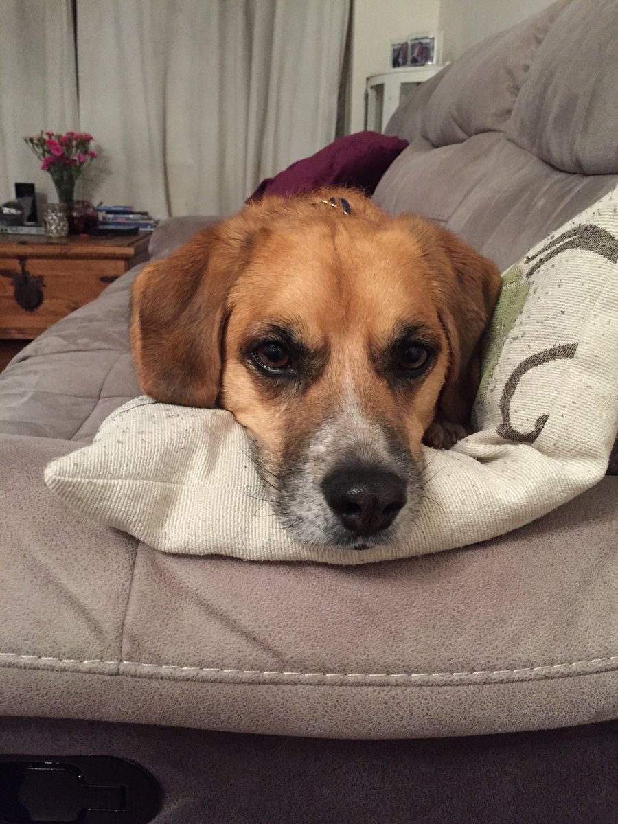 pal4paws's tweet photo. Spartacus is one relaxed doggie #pal4paws #Bournemouth #biz4dogs https://t.co/kzEOGrYsvF
