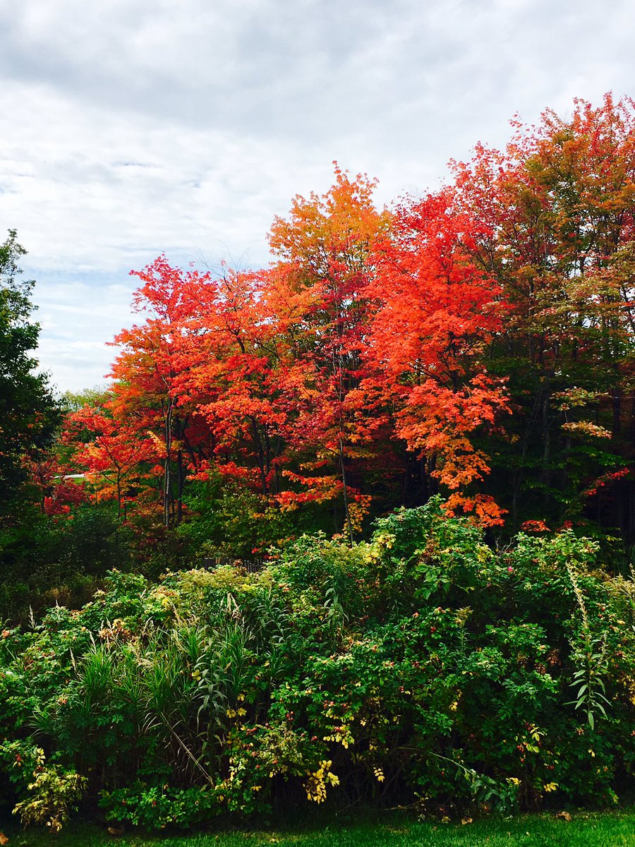Stephanie_Bleu's tweet photo. Hier au #Quebec : couleurs d'automne - #naturalbeauty #Quebecoriginal @TourismeQuebec @TourismeWendake @Quebecmaritime @regiondequebec https://t.co/CQ22sfPFMq