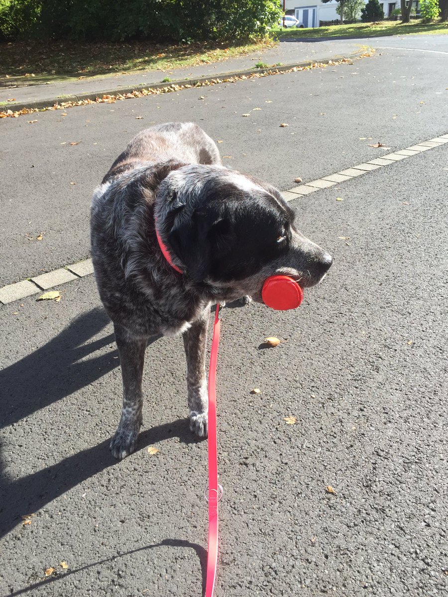 schusselhund's tweet photo. Ich musste meinen Futterbeutel SELBST tragen! Den ganzen Weg! Wo ist der Tierschutz wenn man ihn mal braucht? 😭 https://t.co/uw4pnLv1ow