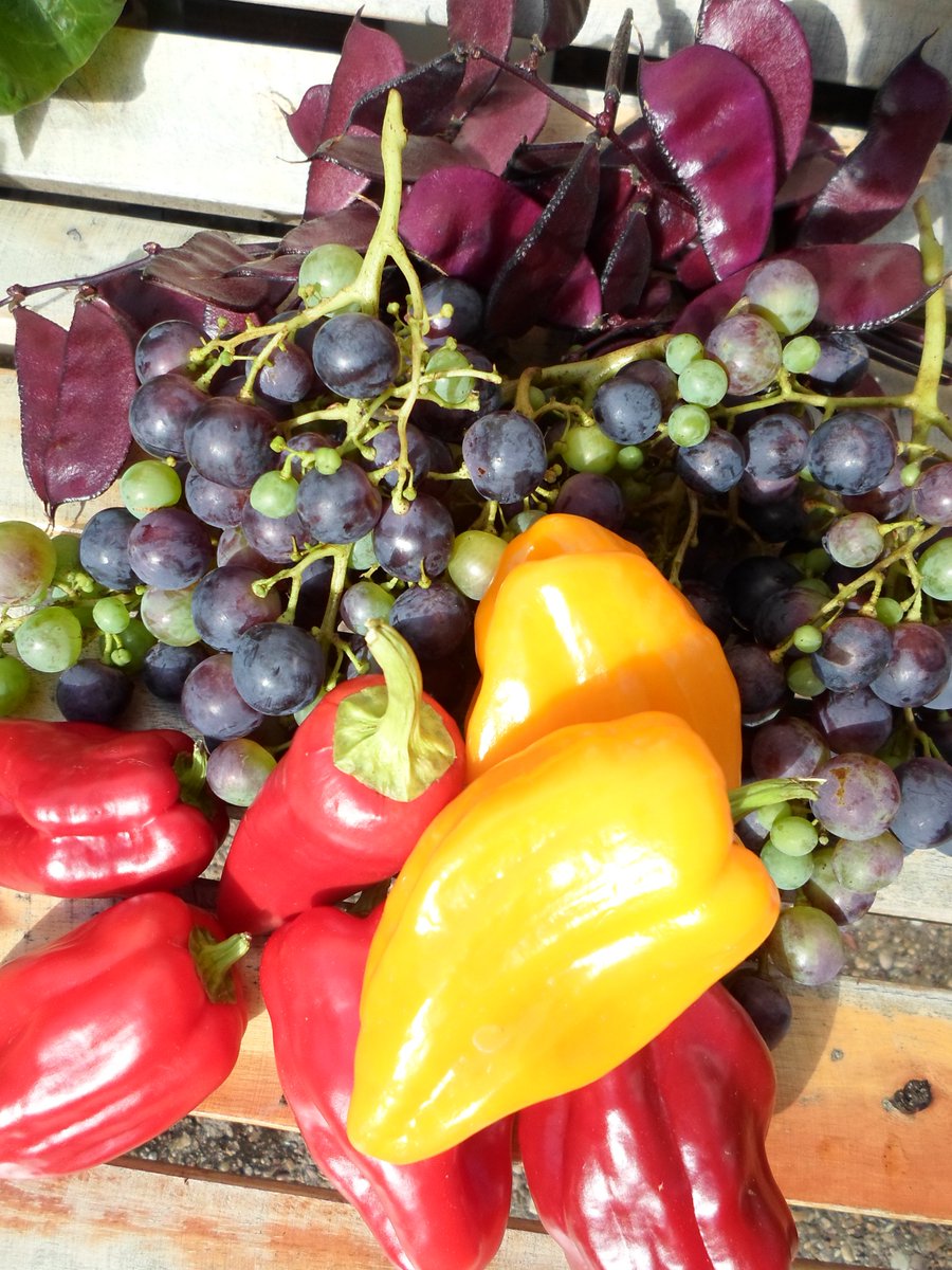 11ampersands's tweet photo. Back from the plot this lot is sunday lunch and more - going to introduce the neighbours to chard grown far too much #GrowYourOwn @GYOmag https://t.co/fWDHswHZ4S